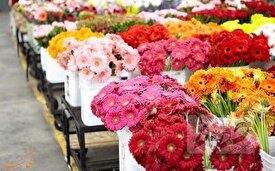 بازار گل محلاتی بمب ساعتی است