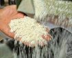 برنج دوباره گران می‌شود؟