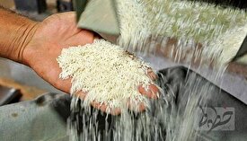 برنج دوباره گران می‌شود؟