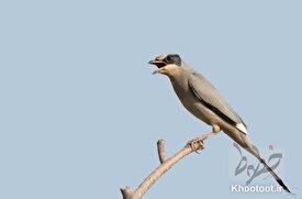 شکارچیان غیرمجاز دستگیر شدند