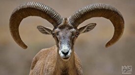 یکی از شکارچیان قوچ وحشی دستگیرشد/ شکارچی فراری تحت پیگرد قانونی است